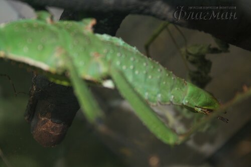 IMG_0675_r